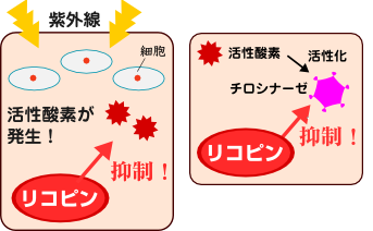 リコペンと美肌作用