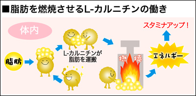 カルニチンと脂肪燃焼の仕組み この画像はこちらのHPより転載させていただきました。