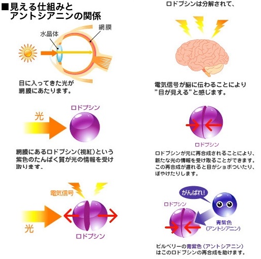 見える仕組みとアントシアニンの関係 こちらのHPから転載させていただきました。