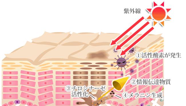 紫外線とメラニン生成