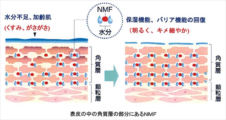 NMFについて 